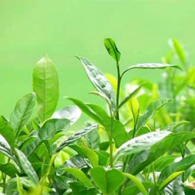 Green Tea Extract for Weight Loss Used in Healthy Food